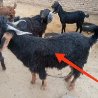 2 راس نر|حیوانات مزرعه|سیب و سوران, |دیوار