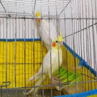 عروس هلندی|پرنده|شوشتر, |دیوار