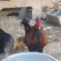 روستای عبودی