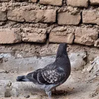 کفتر فوری|پرنده|قرچک, زیبا شهر|دیوار