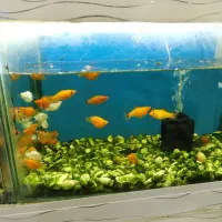 بارجدیدرسید|ماهی|اراک, |دیوار