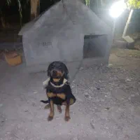 سگ روتوایلر ماده|سگ|ازنا, |دیوار