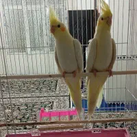 عروس هلندی سایز کینگ|پرنده|سرپل ذهاب, |دیوار