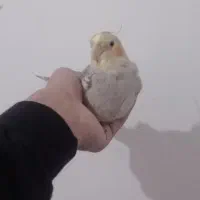 عروس هلندی ماده