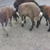 بره وقوچ