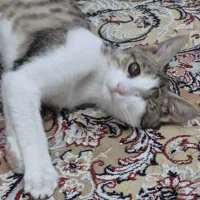 واگذاری فوری بچه گربه حمایتی