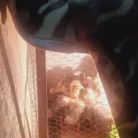 سلام جوجه غاز ۲۰روزه سالم قیمت ۳۲۰۰۰۰