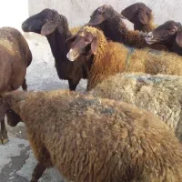 گوشتی وقربانی|حیوانات مزرعه|اردبیل, |دیوار