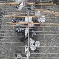 کبوتر هر عدد ۲۰۰|پرنده|تهران, سهروردی|دیوار