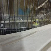 عروس هلندی جفت