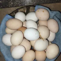 تخم مرغ محلی پا سیاه