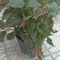 فروش گل‌های طبیعی