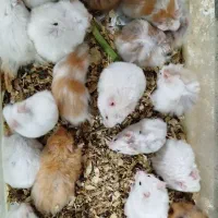 حیوون خونگی بی دردسر و بامزه