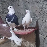 کبوتر|پرنده|بوکان, |دیوار