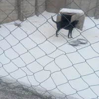 سرابی|سگ|بستان آباد, |دیوار