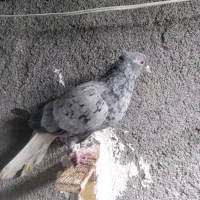 هفت رنگ دم سفید ماده سالم