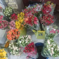 گل رز هلندی قیمت عمده|گل و گیاه طبیعی|شیراز, تاچارا|دیوار