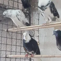 کبوتر پرشی|پرنده|کوهدشت, |دیوار