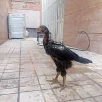 ۴ عدد لاری سه ماهه و دوماهه نژاد دار