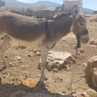 الاغ