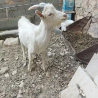 کهره نر سانن