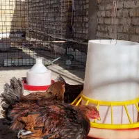 ویاندونت|حیوانات مزرعه|یزد, |دیوار