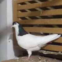 کفتر گرفتنی|پرنده|خوشاب, |دیوار