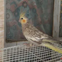 جفت عروس هلندی