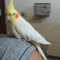 سفید اراکی و عروس هلندی|پرنده|آبپخش, |دیوار