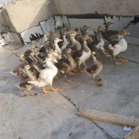 گاز. قوگار