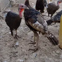 بوقلمون ۷ماهه
