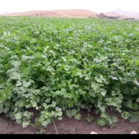 سبزی خورشتی و کرفس با آب چاه