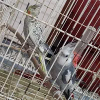 یک جفت عروس هلندی|پرنده|خمینی‌شهر, |دیوار