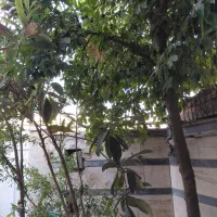 مسافر خانه/سوئیت/اتاق /منزل ویلایی روزانه ماهانه|اجارهٔ کوتاه‌مدت آپارتمان و سوئیت|شیراز, قصرالدشت|دیوار