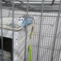 فروش عروس هلندی|پرنده|ری, حمزهآباد|دیوار