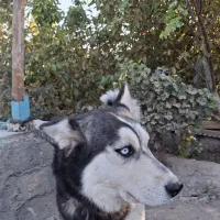 سگ هاسکی|سگ|رباطکریم, پیغمبر|دیوار