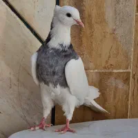 طوقی کبوتر طوقی|پرنده|شاهین‌شهر, نظامی|دیوار