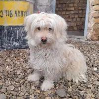 معاوضه با مرغ و خروس و مرغ مینا