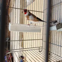 سهره|پرنده|شیراز, شهرک گلها|دیوار
