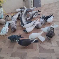 کبوتر.کفتر