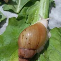 حللزون پیش مولد