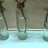 پیچک با گلدون|گل و گیاه طبیعی|اهواز, شریعتی جنوبی|دیوار