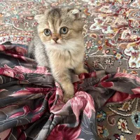 واگذاری گربه اسکاتیش ۳ ماهه