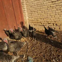 بوقلمون  مرغ  غاز