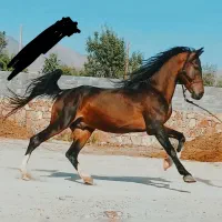 اسب نریان درشوری
