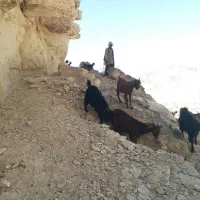 معاوضه گله بز جوان و داشتی با میش