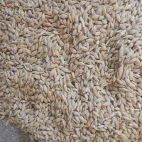 جو بومی درجه یک