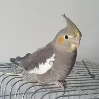 جوجه عروس هلندی