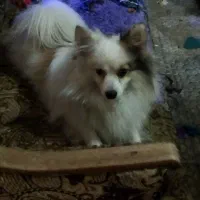 سگ پامر روباهی اصیل|سگ|اصفهان, گلزار|دیوار