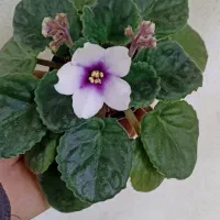 فروش بنفشه آفریقایی|گل و گیاه طبیعی|مشگین شهر, |دیوار